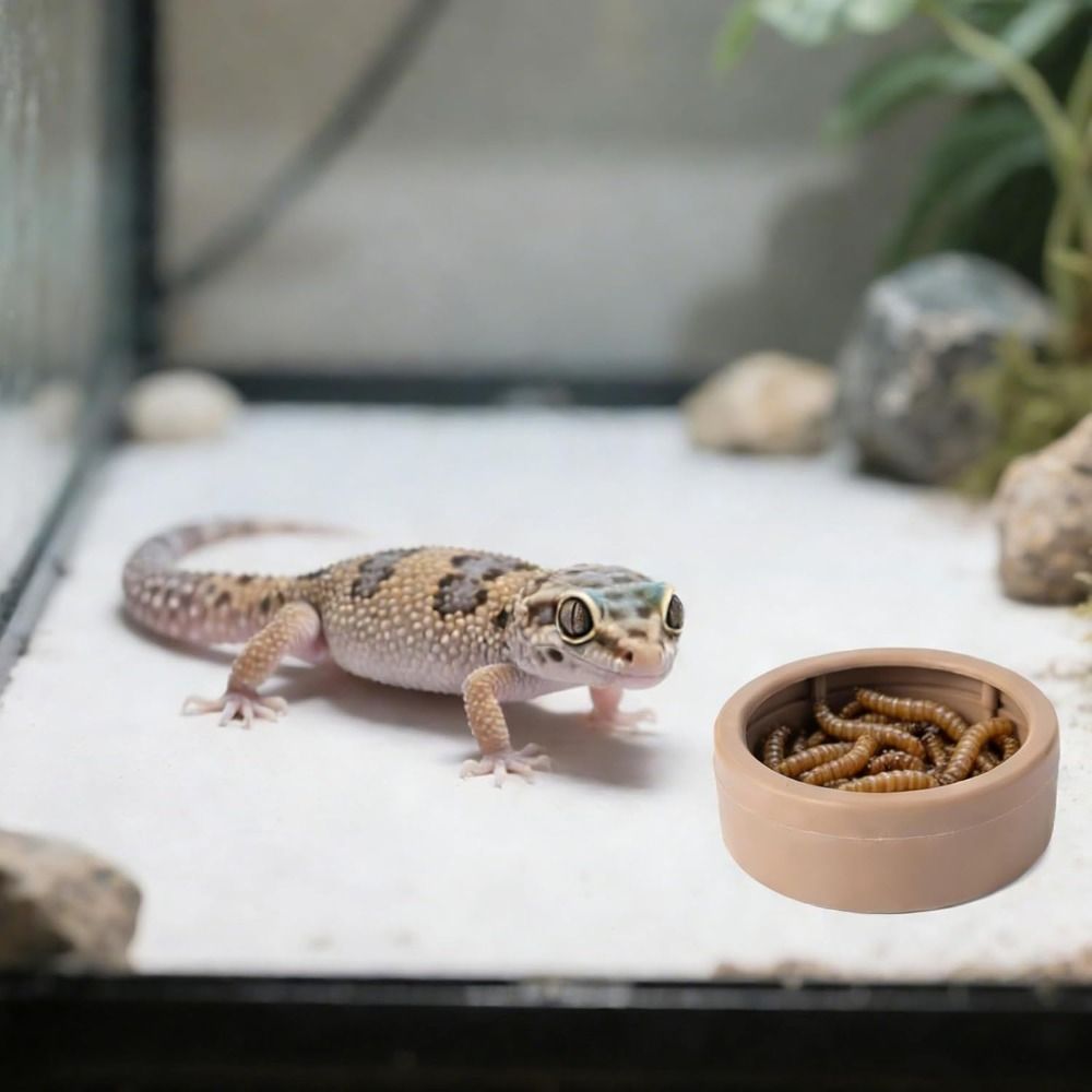 وعاء طعام محمول للزواحف مانع ل - مراجعة Water Dish Reptile وسعره