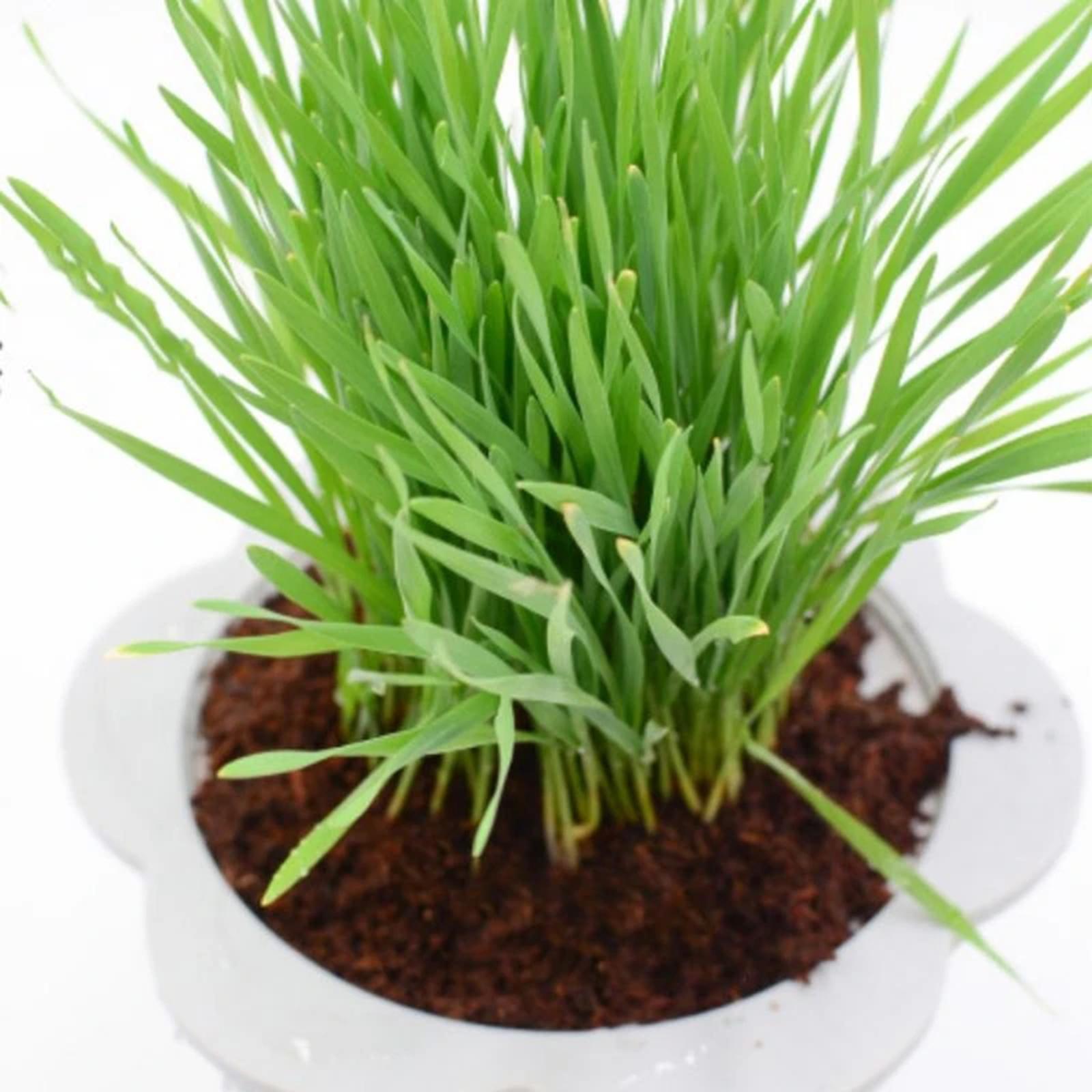 قالب ألياف جوز الهند المضغوط،  - مراجعة Substrate Coconut Fiber وسعره