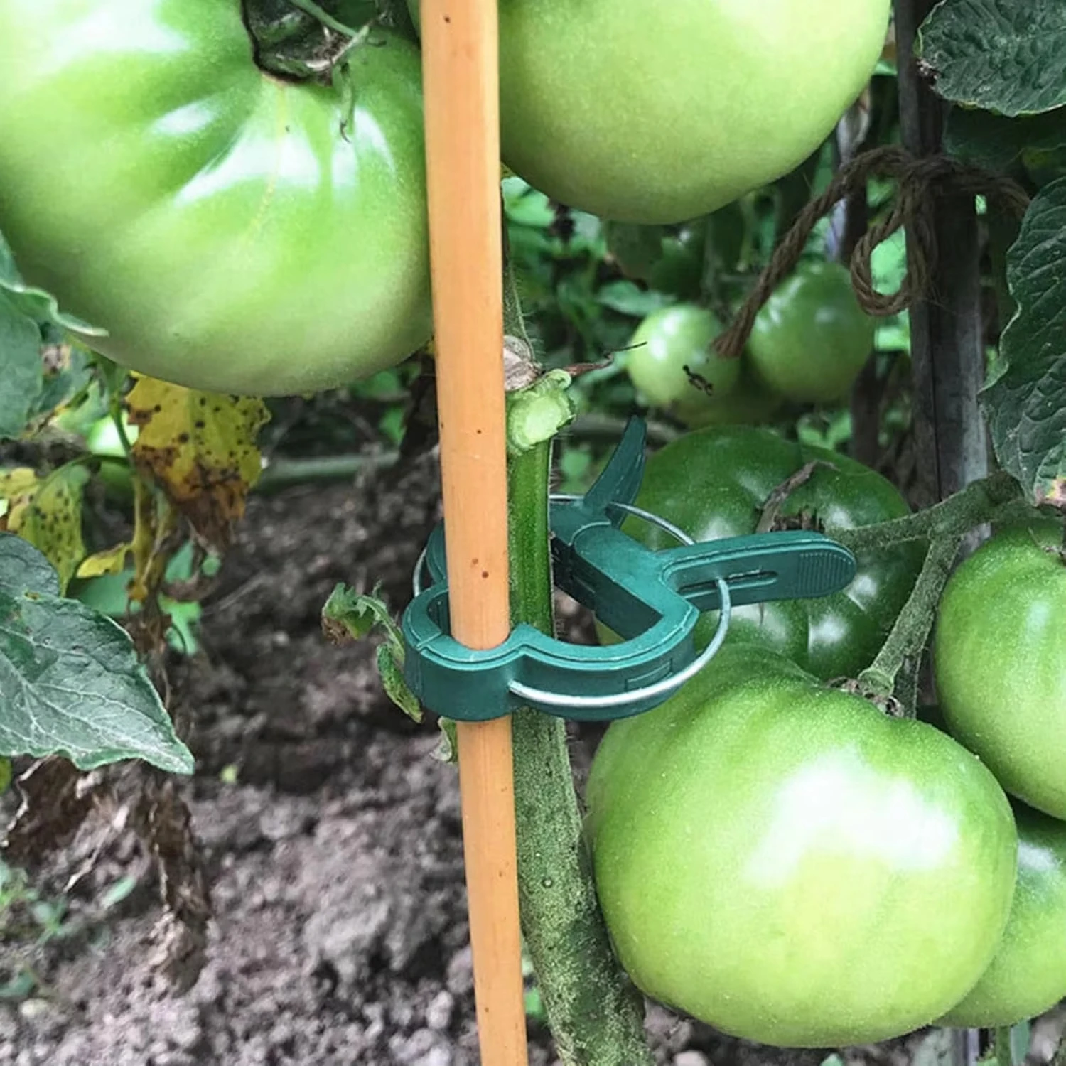 مقاطع ثابتة للنباتات قابلة لإع - مراجعة Vine Climbing Plastic وسعره