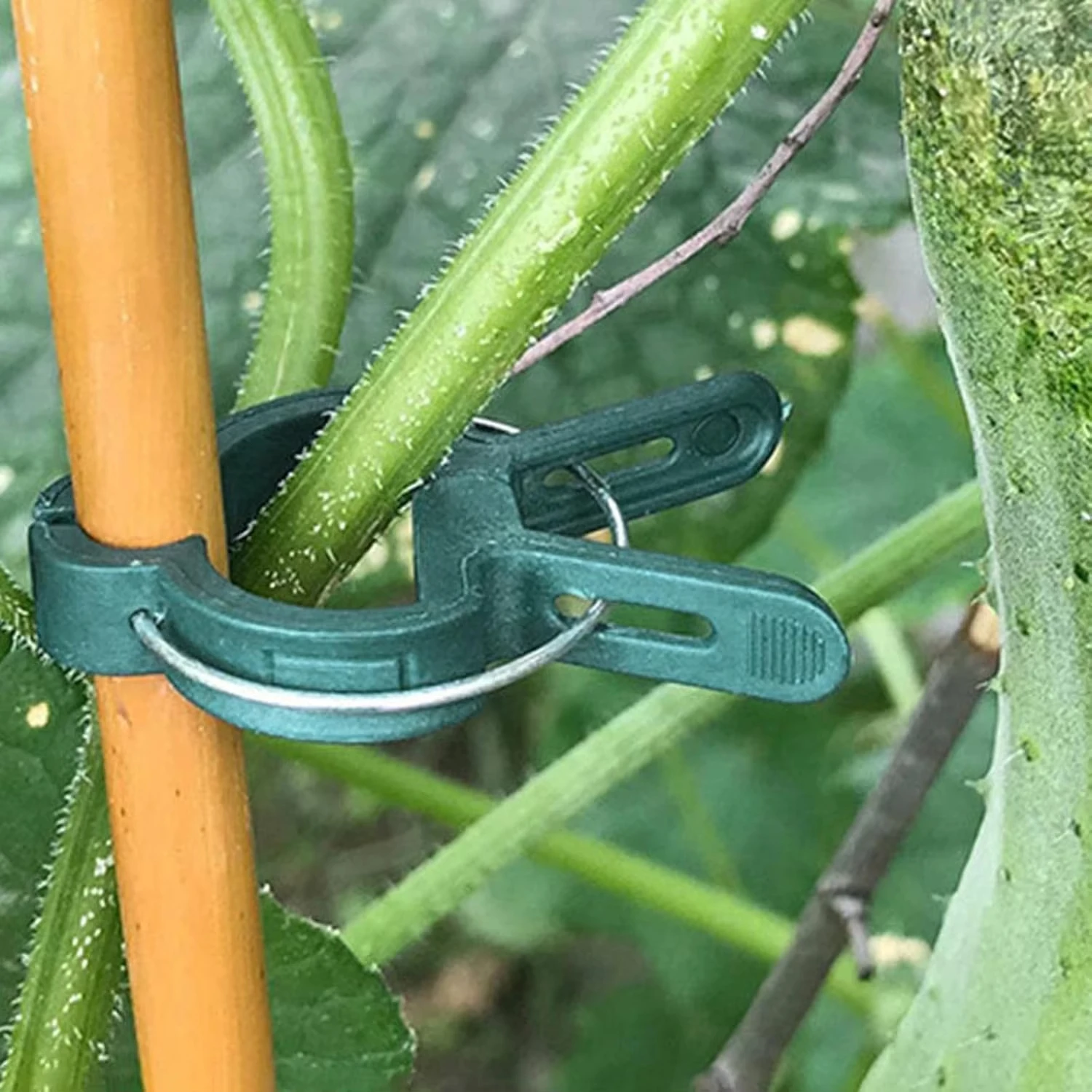 مقاطع ثابتة للنباتات قابلة لإع - مراجعة Vine Climbing Plastic وسعره