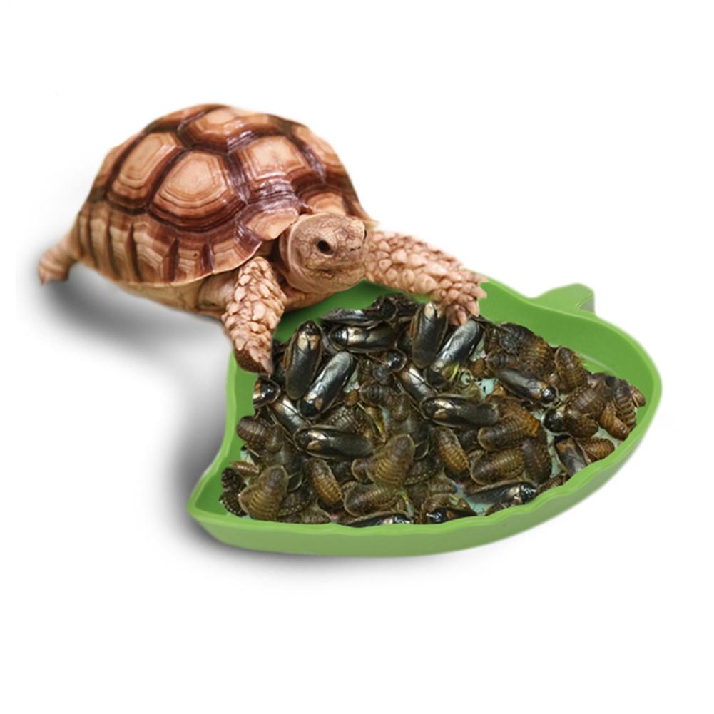 البرمائيات الزواحف المغذية الب - مراجعة Water Dish Reptile وسعره