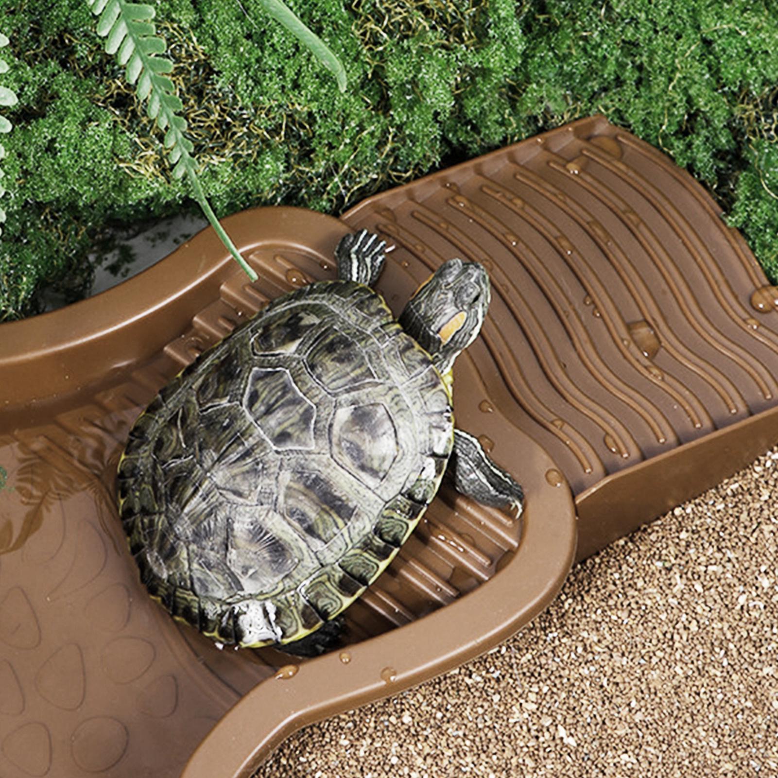 حمام سباحة للزواحف مع منحدر سل - مراجعة Water Dish Reptile وسعره