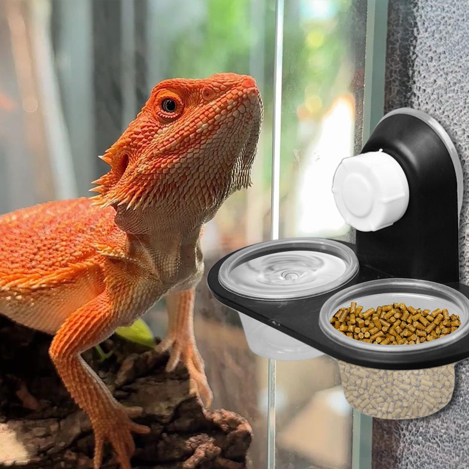وعاء طعام للجيكو مع أكواب تغذي - مراجعة Water Dish Reptile وسعره