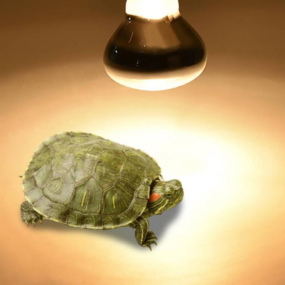 مصباح تدفئة للبرمائيات، لمبة ه - مراجعة Basking Bulb Halogen وسعره